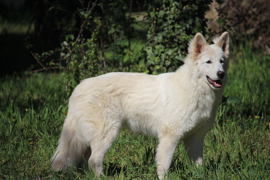 Unaya de la foret d'Arcanin