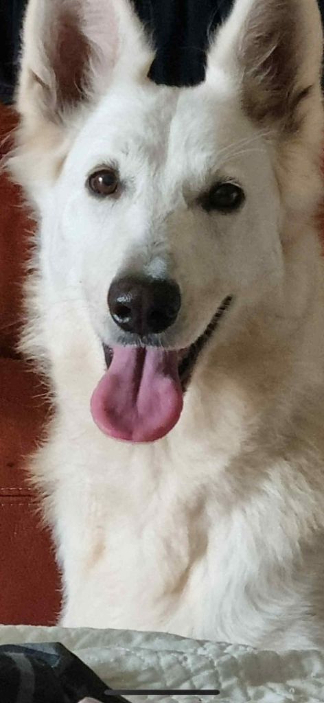 de la foret d'Arcanin - femelle Lof à placer