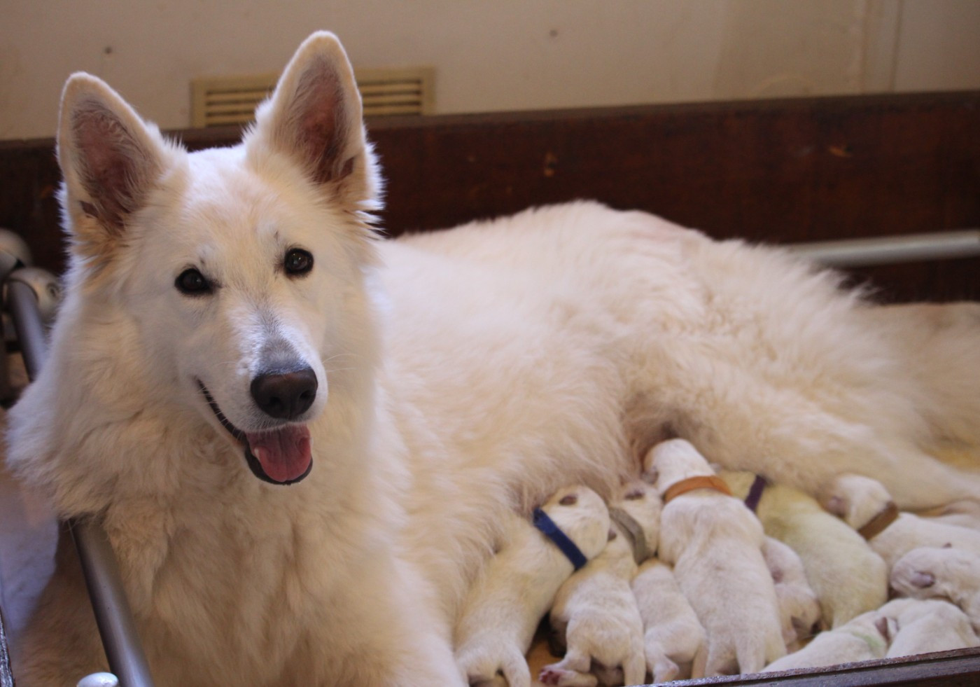 Chiot Berger Blanc Suisse de la foret d'Arcanin