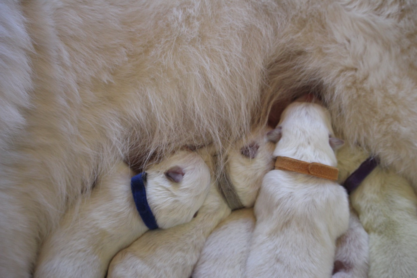 de la foret d'Arcanin - Chiots disponibles - Berger Blanc Suisse