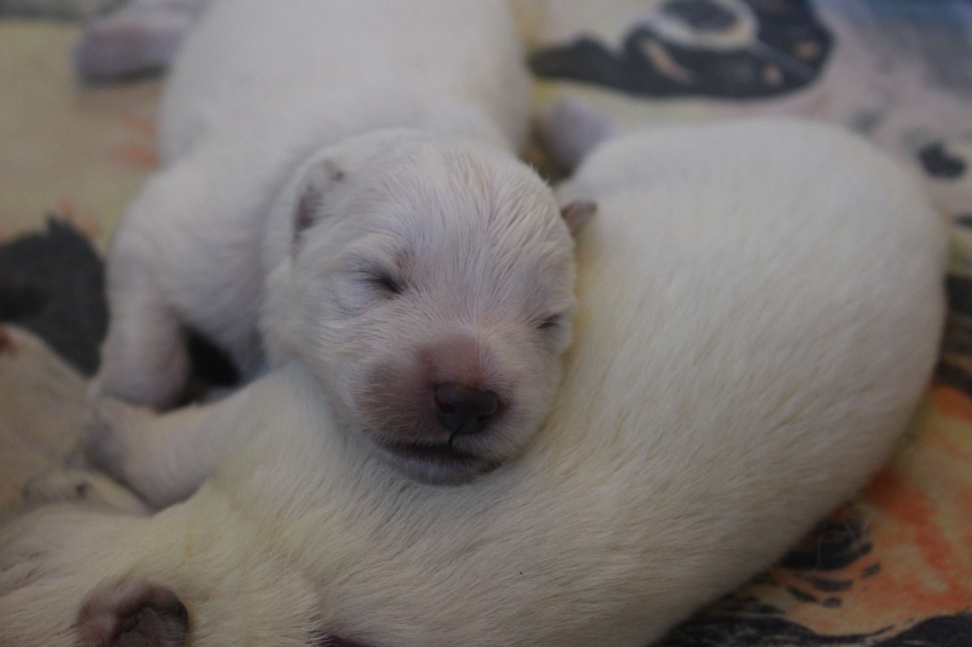 de la foret d'Arcanin - Chiots disponibles - Berger Blanc Suisse