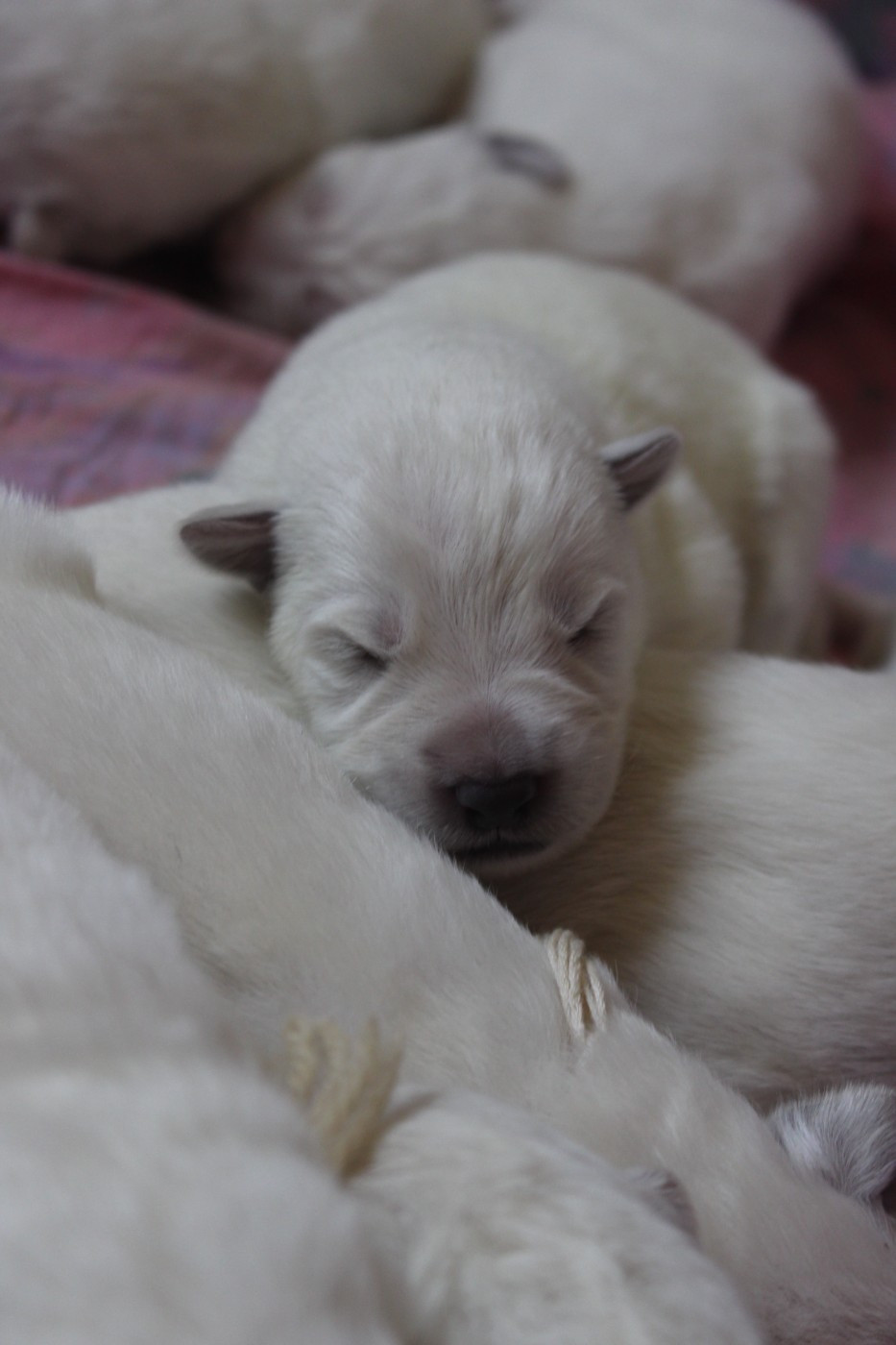 de la foret d'Arcanin - Chiots disponibles - Berger Blanc Suisse