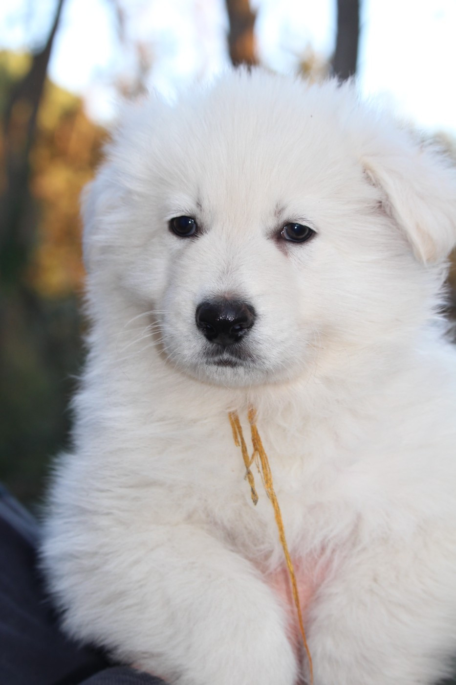 de la foret d'Arcanin - Chiots disponibles - Berger Blanc Suisse