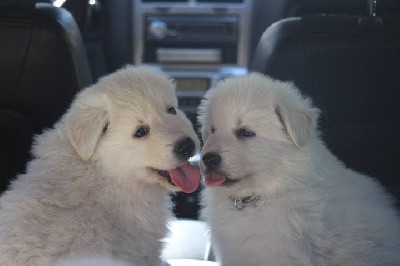 CHIOT