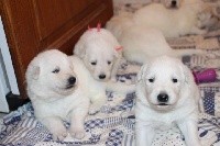 CHIOT