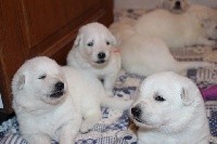 CHIOT