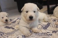 CHIOT