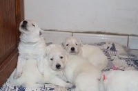 CHIOT