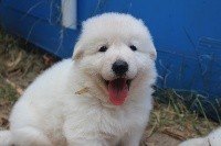 CHIOT